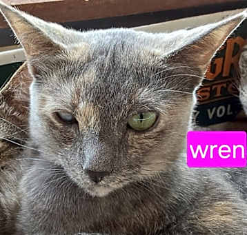 Photo of Wren