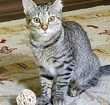 Photo of Olivia Benson