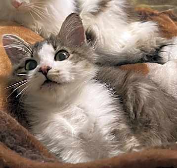 Photo of Pippin-Snuggler