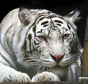 Photo of TestCat1