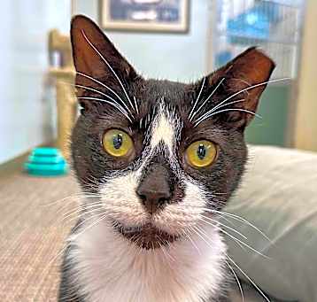 Photo of Rusty