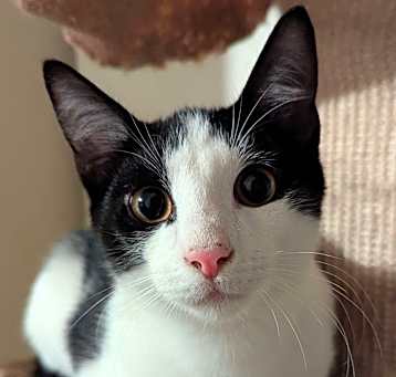 Photo of Curly