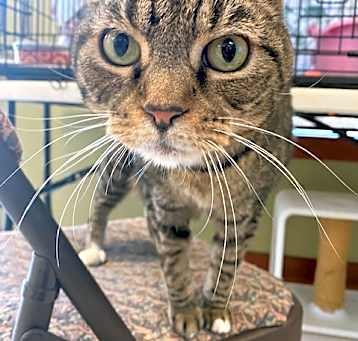 Photo of Smokey