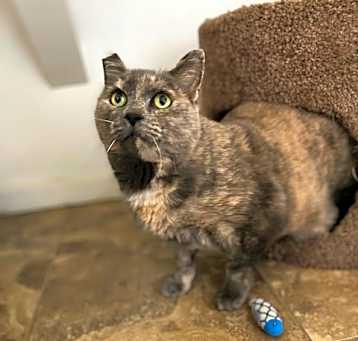 Photo of Cocoa
