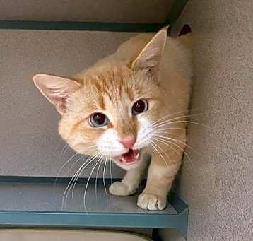 Photo of Louie