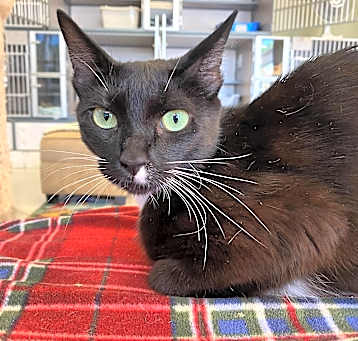 Photo of Persephone