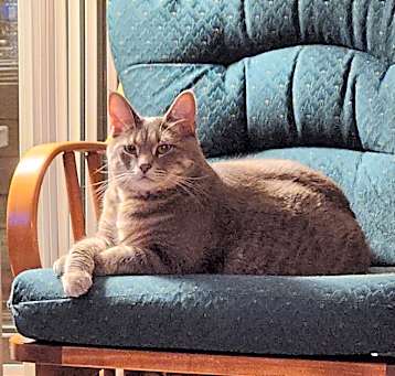 Photo of Fairlane (Laney)