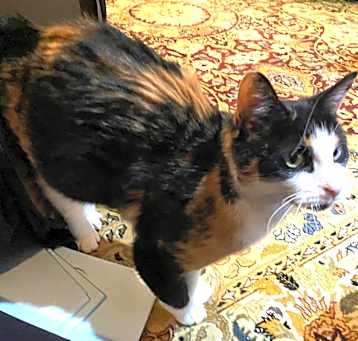 Photo of Sweet Matilda   (FIV Positive)