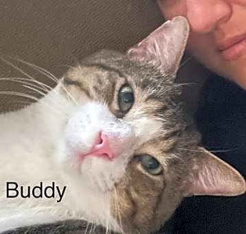 Photo of Buddy