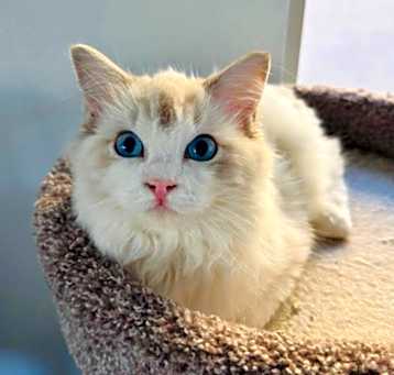 Photo of Cinnamon