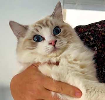 Photo of Saffron