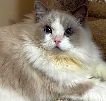 Photo of Willow