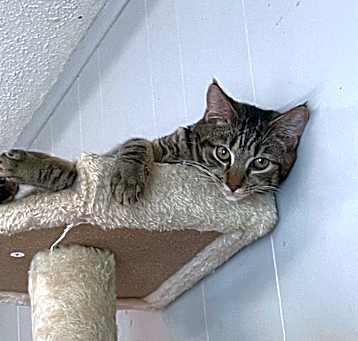 Photo of Triscuit