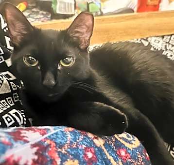 Photo of Dahlia