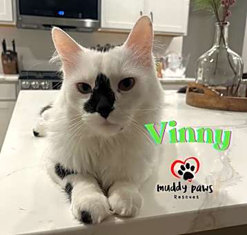 Photo of Vinny (Courtesy Post)