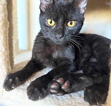 Photo of Binx