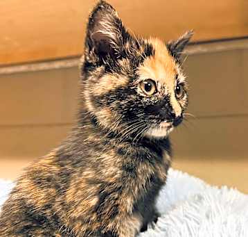 Photo of Willow
