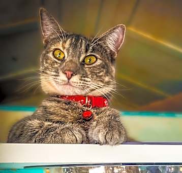 Photo of Allie