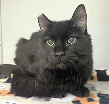 Photo of COOKIE