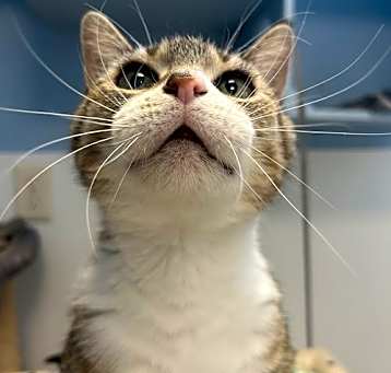 Photo of Miss Whiskers