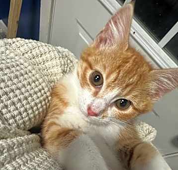 Photo of Mufasa