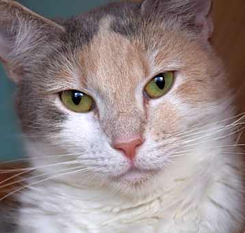 Photo of Athena