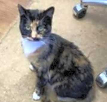 Photo of Sweet Pea