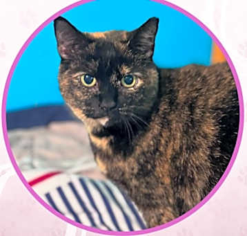 Photo of Brindle