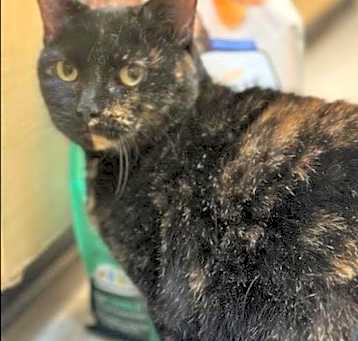 Photo of Juno