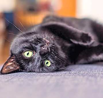Photo of Morticia
