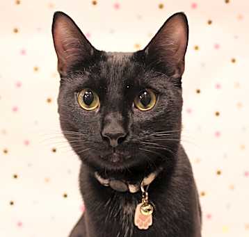 Photo of Willow