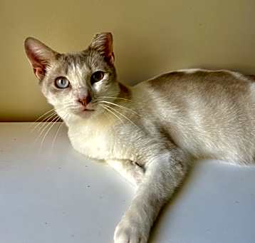 Photo of Cyrus