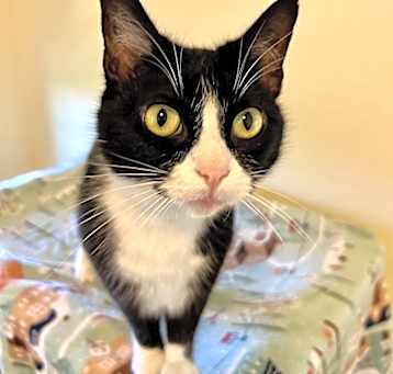 Photo of Diamond