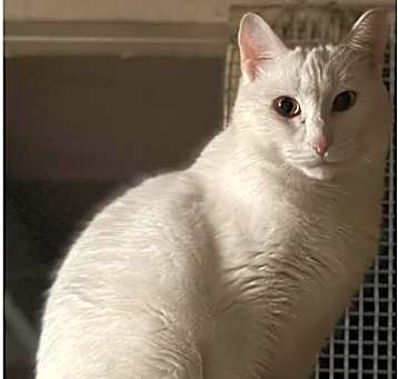 Photo of Casper