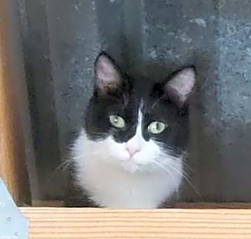 Photo of Jade-sponsored