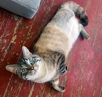 Photo of Qing *FeLV+*