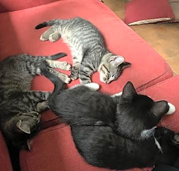 Photo of 'Z' litter