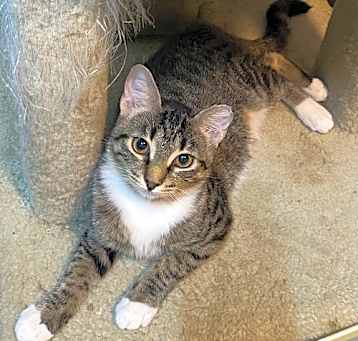 Photo of Sage