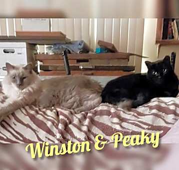 Photo of Winston & Peaky