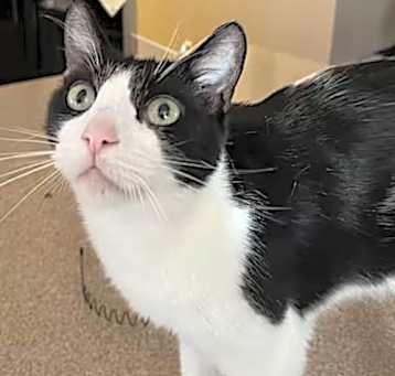 Photo of Buddy [CP]