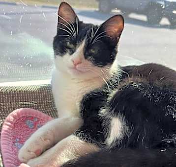 Photo of Roxie