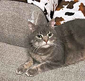 Photo of Kitty