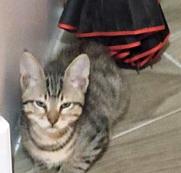 Photo of Pharoah
