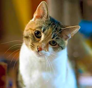 Photo of Lollie Lothrup