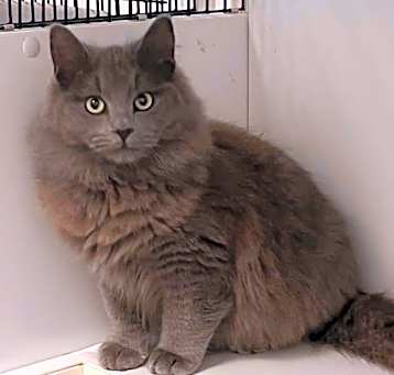 Photo of Cole and Pebbles bonded pair