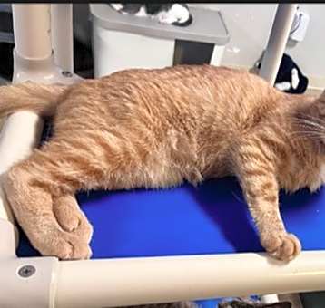 Photo of Nigel