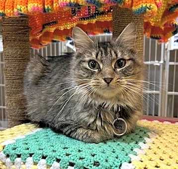 Photo of Lacey