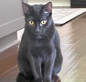 Photo of Luna