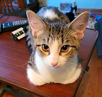 Photo of Spot