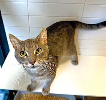 Photo of Phoenix